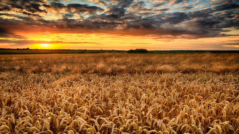 wheat field during sunset